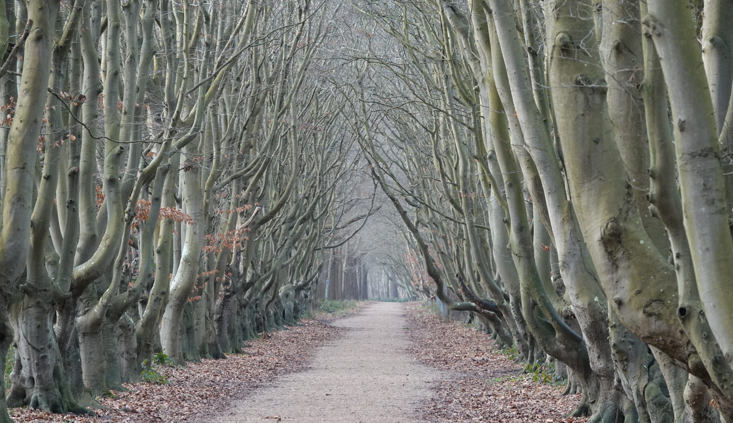 Themadag over wilde bomen en struiken in het hedendaagse landschap met vertoning film Eeuwige bossen.