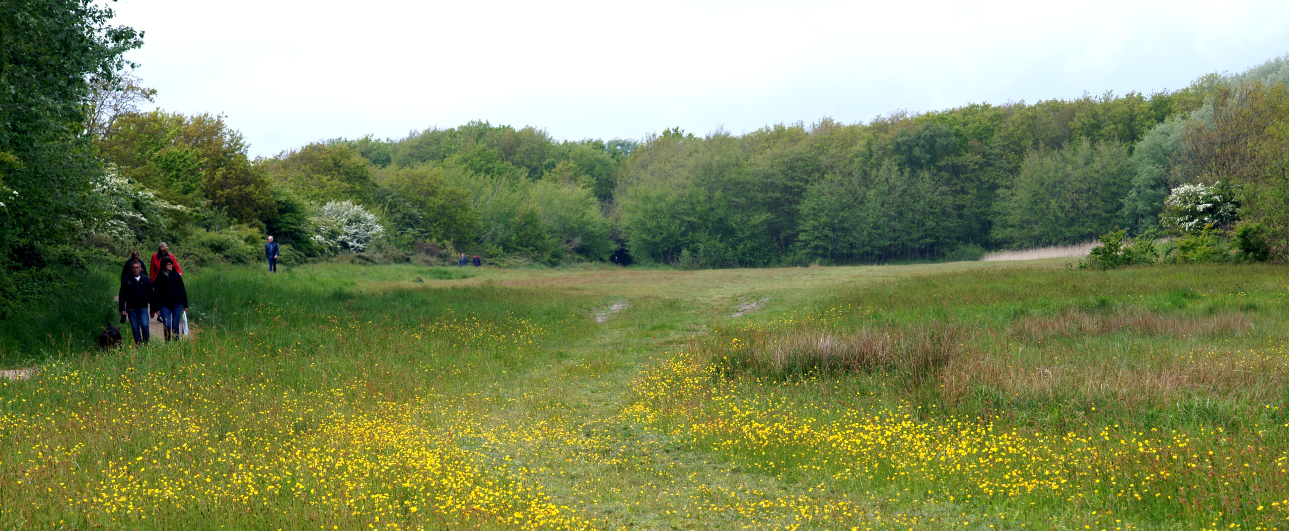 Excursie Vroongebied Valkenisse Plantenwerkgroep