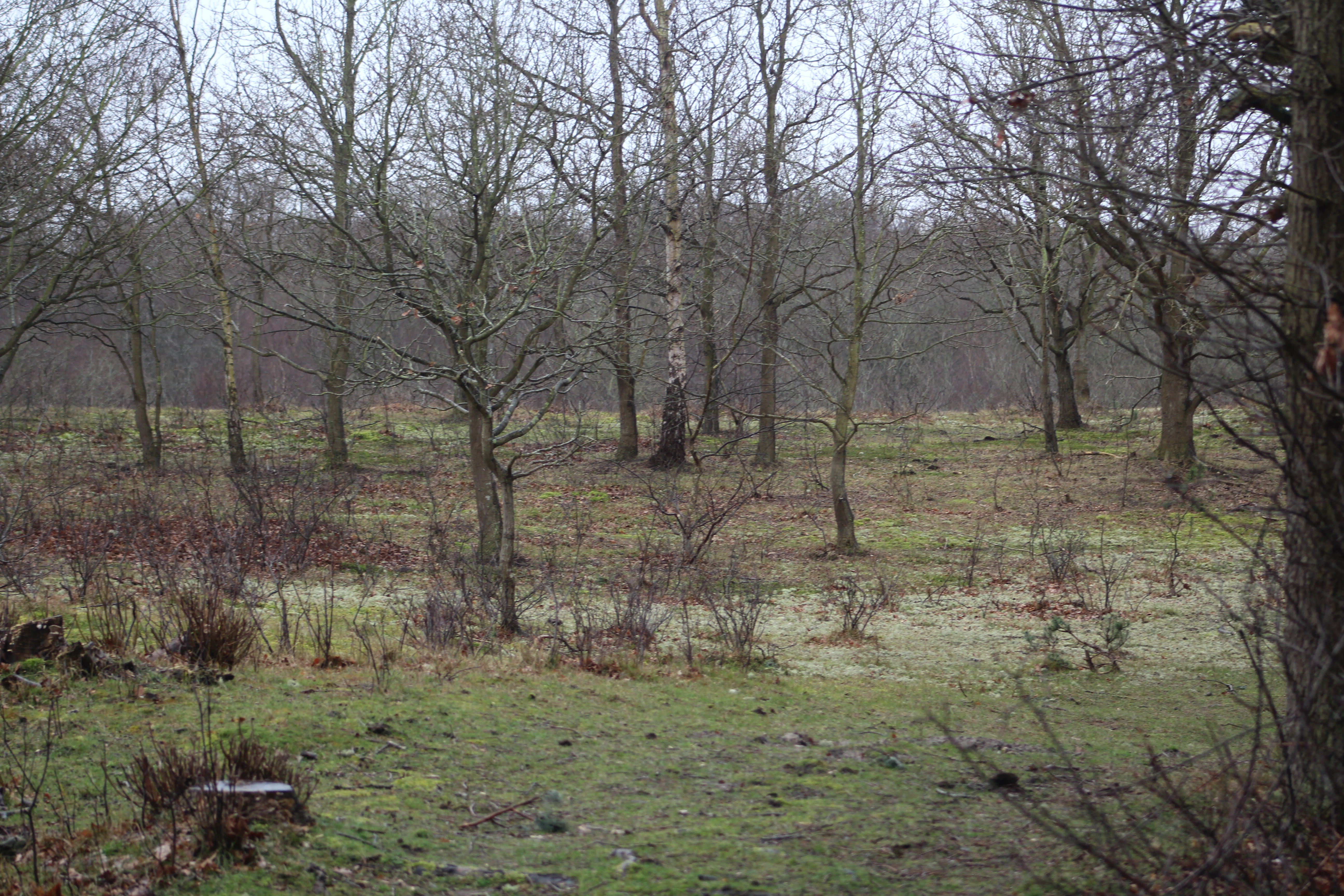 Dia-presentatie: dia’s van KNNV-leden uit de afgelopen vijftig jaar met een inleiding van Anton van Haperen over het ontstaan van de duinen van Oranjezon.