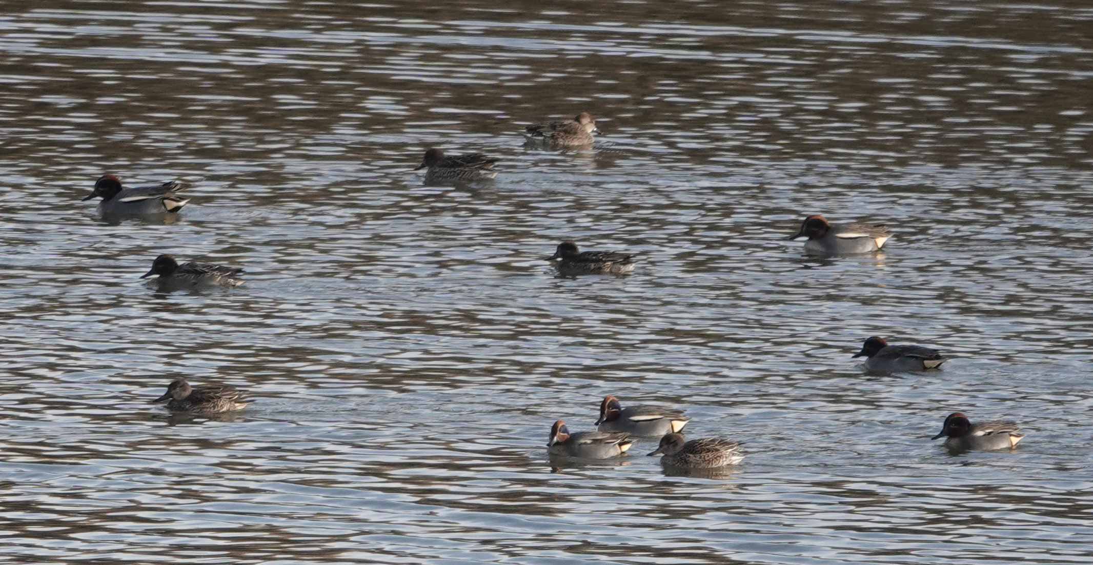 Vogels kijken St. Laurense Weihoek